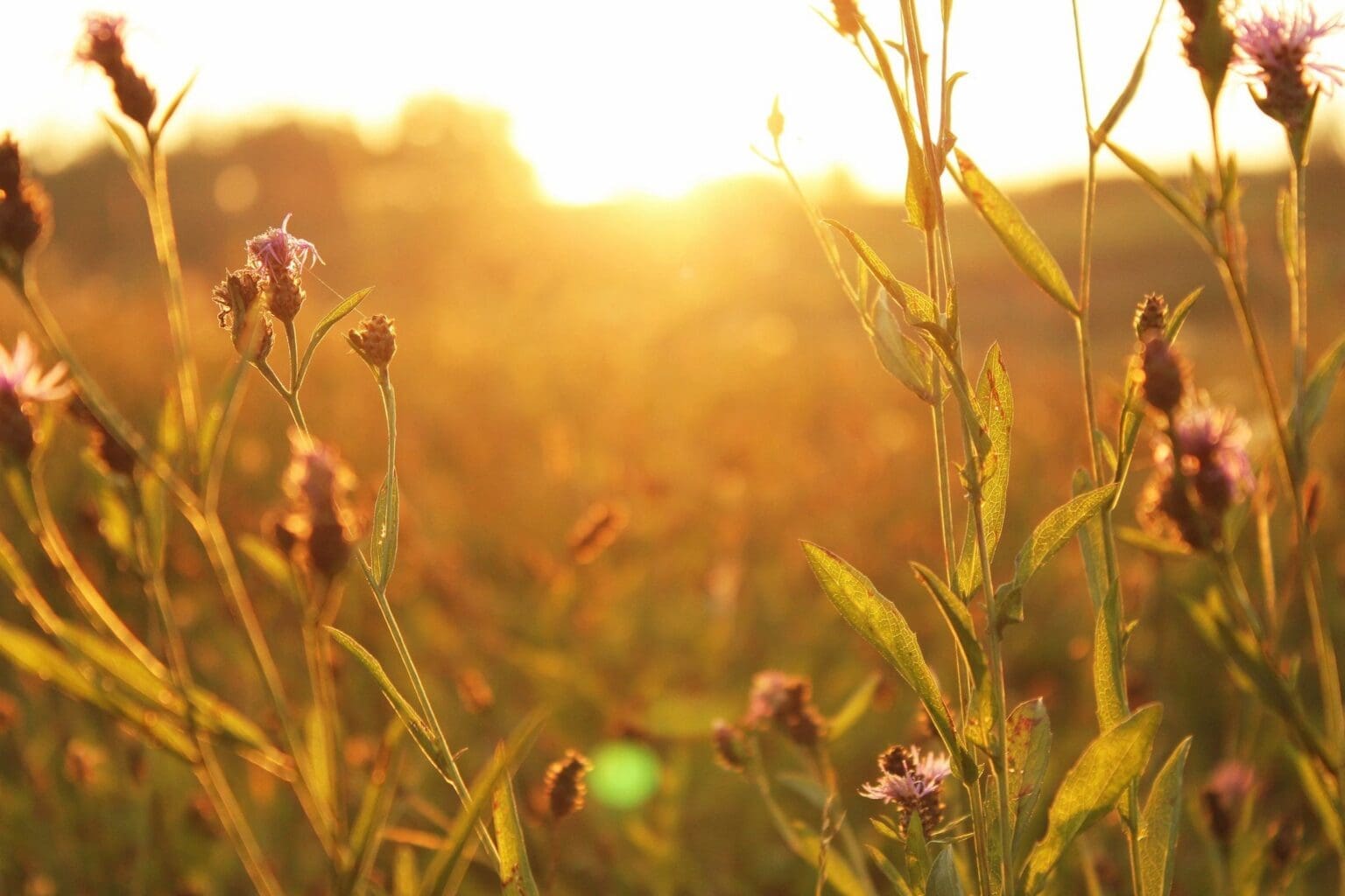 Talize Whitby Earth Day 2026: Small Choices. Big Impact. A More Sustainable Way to ...
